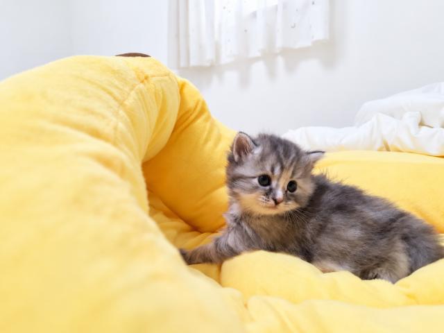 サイベリアンの写真6