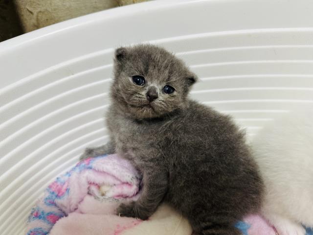 スコティッシュフォールド