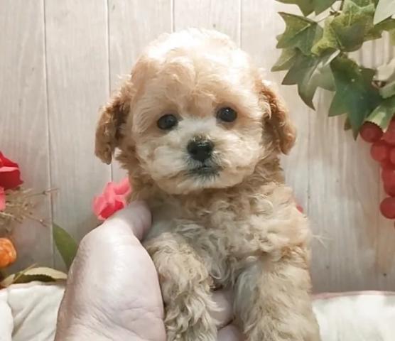 ティーカッププードルの写真3