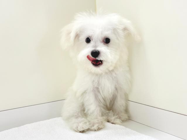 ビションフリーゼの写真2
