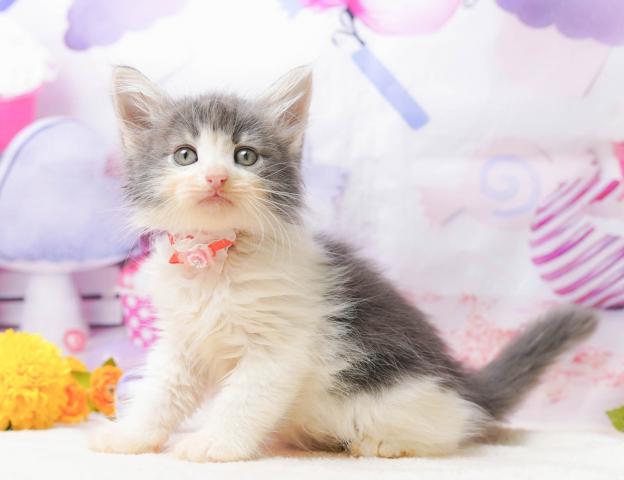 ノルウェージャンフォレストキャット