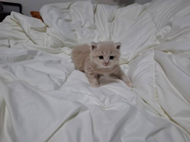 サイベリアンの写真6