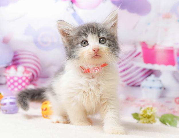 ノルウェージャンフォレストキャットの写真5