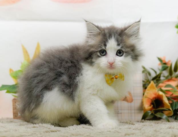 ノルウェージャンフォレストキャットの写真3