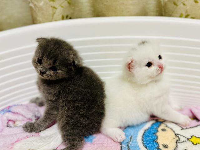 スコティッシュフォールドの写真3