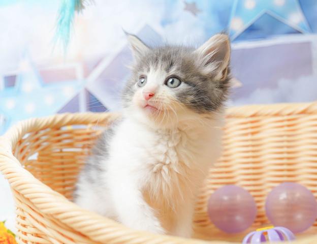 ノルウェージャンフォレストキャットの写真6