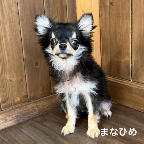チワワ（ロングコート）の写真2