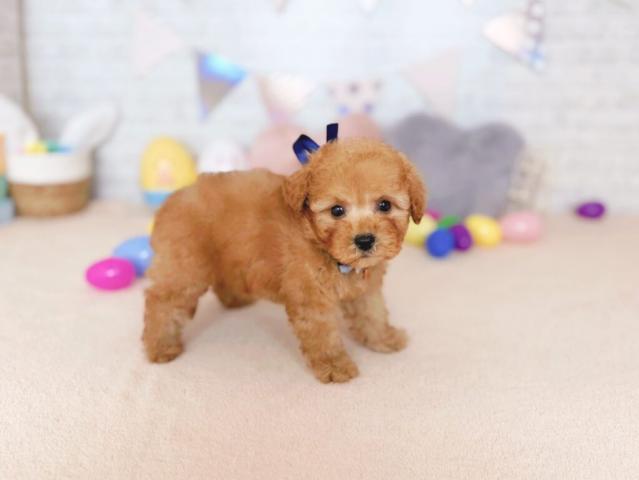 トイプードルの写真2