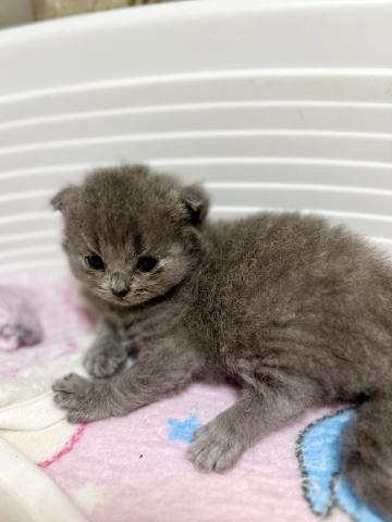 スコティッシュフォールドの写真2