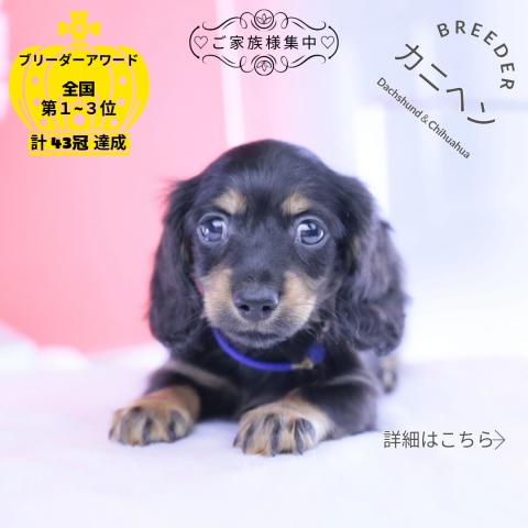 カニヘンダックスフンド ロング