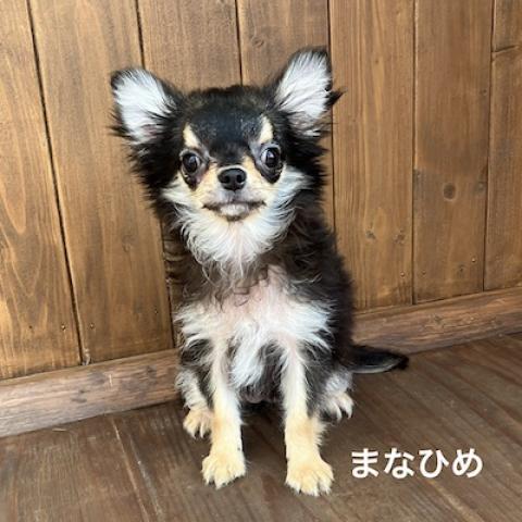 チワワ（ロングコート）