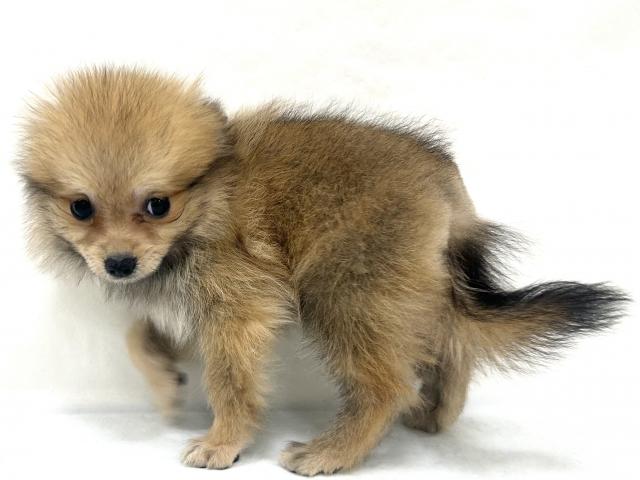 ポメラニアンの写真4