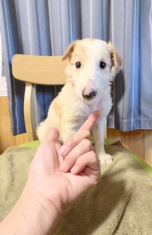 ボルゾイ
