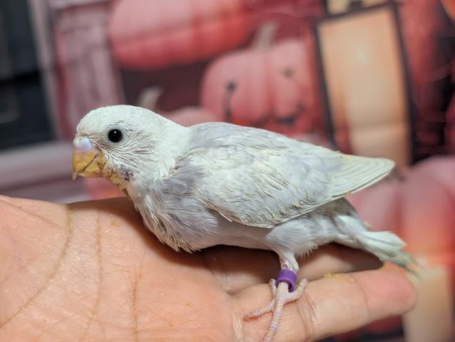 パステルウイングオパーリンライラック