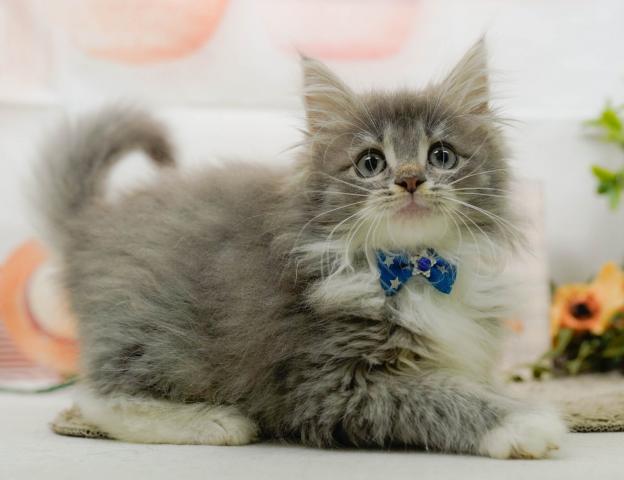 ノルウェージャンフォレストキャットの写真3