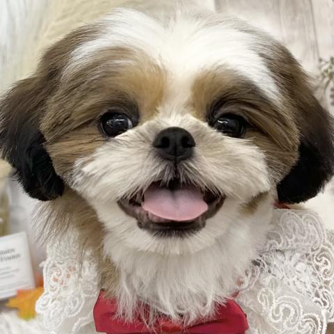 シーズー