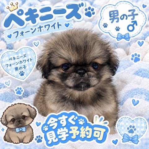ペキニーズ