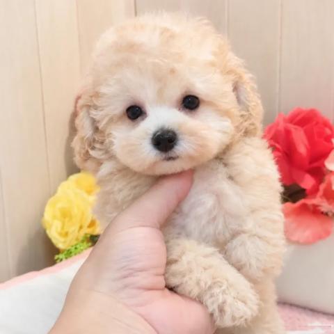 ティーカッププードル