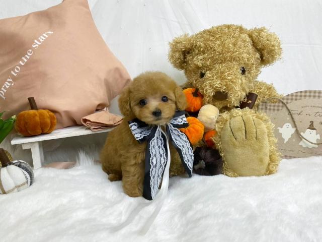 トイプードルティーカップ予想の写真6