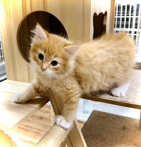 ノルウェージャンフォレストキャットの写真6