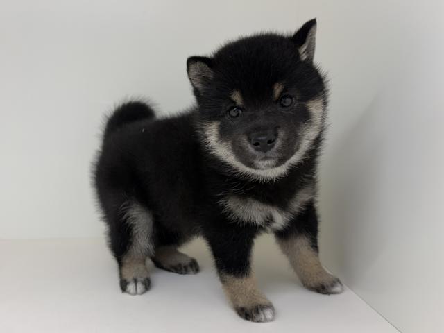 柴犬
