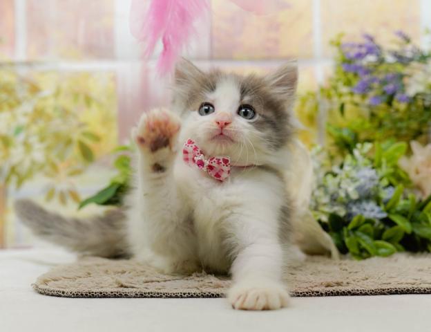 ノルウェージャンフォレストキャットの写真6