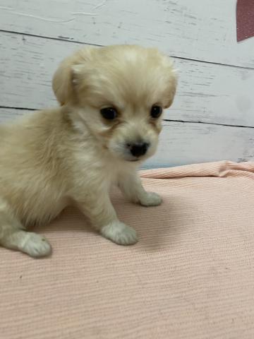 MIX子犬の写真2