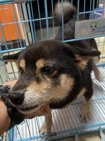 【里親譲渡会の子】小さめな豆柴犬✨の写真2