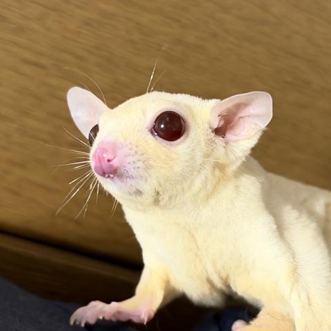フクロモモンガ ルビープラチナ orレイの写真6