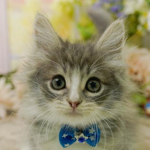 ノルウェージャンフォレストキャットの写真2