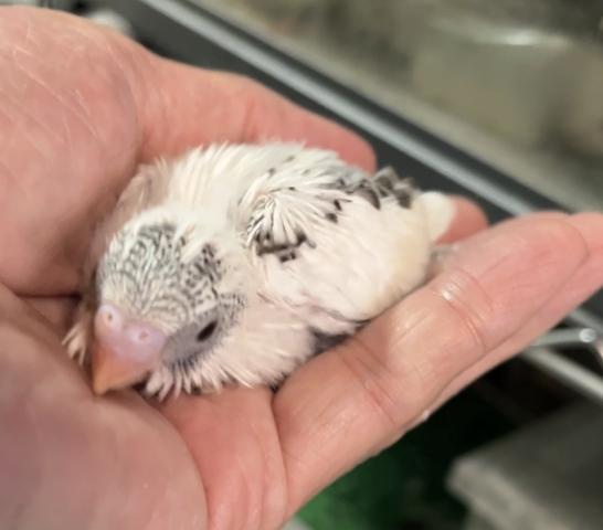 セキセイインコ ハルクイン
