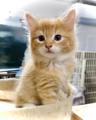 ノルウェージャンフォレストキャット