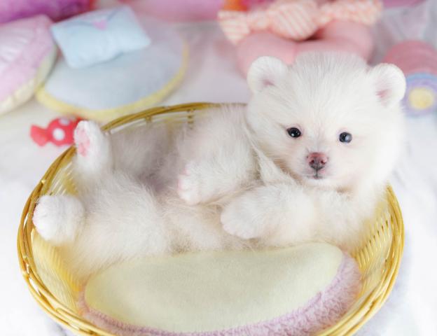 ポメラニアンの写真4