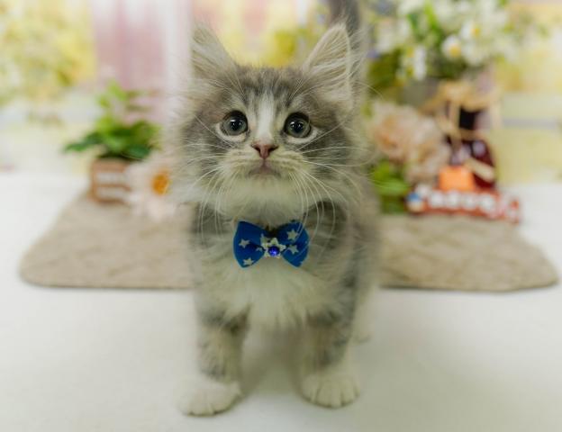 ノルウェージャンフォレストキャット