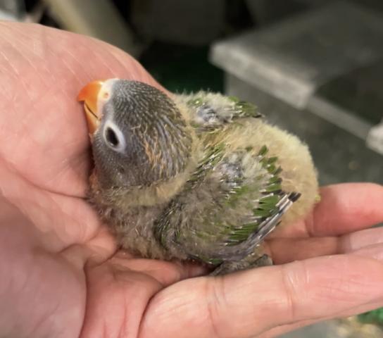 ボタンインコ