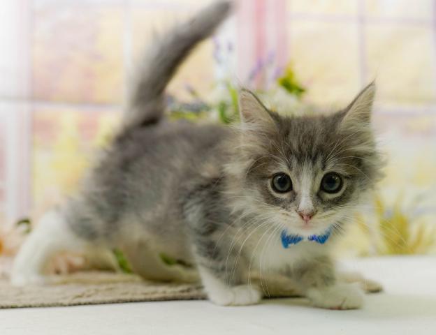 ノルウェージャンフォレストキャットの写真4