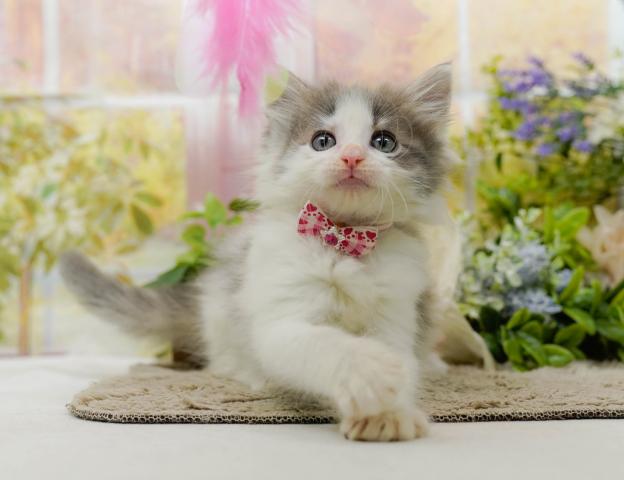 ノルウェージャンフォレストキャットの写真5