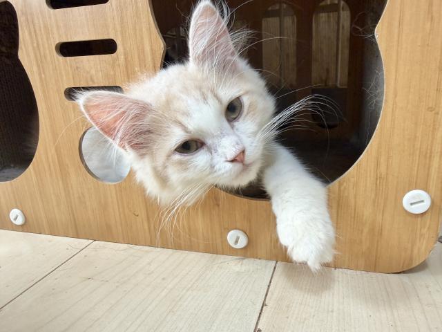 マンチカン（長足）