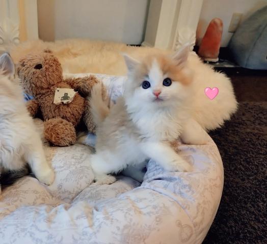 ノルウェージャンフォレストキャットの写真4