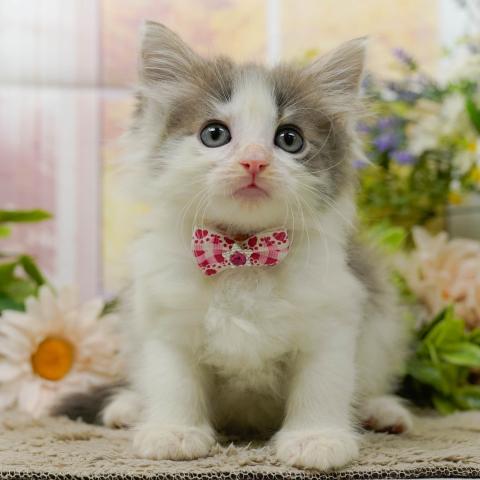ノルウェージャンフォレストキャット