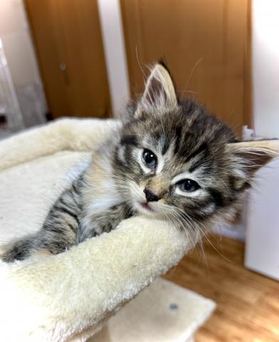ノルウェージャンフォレストキャットの写真6