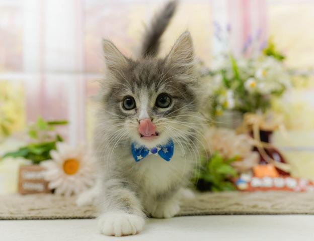 ノルウェージャンフォレストキャットの写真3
