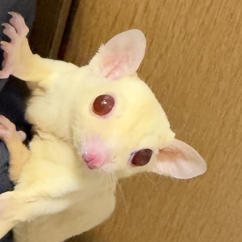 フクロモモンガ ルビープラチナ orレイの写真2