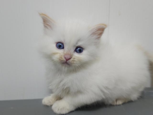 サイベリアン♡リノくんの写真2