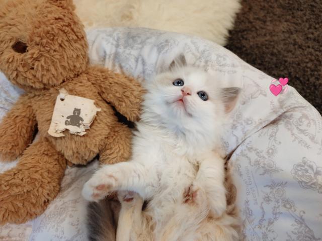 ラグドールの写真6
