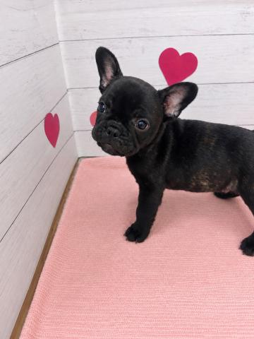 フレンチブルドッグ子犬の写真3