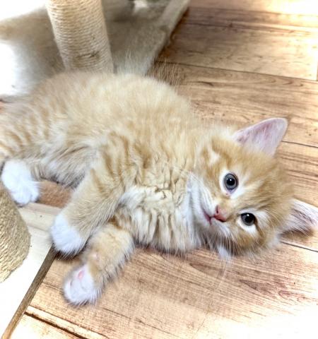 ノルウェージャンフォレストキャットの写真5
