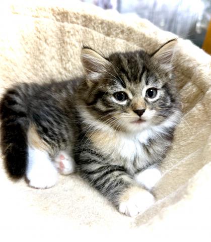 ノルウェージャンフォレストキャットの写真4