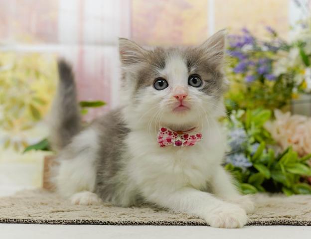 ノルウェージャンフォレストキャットの写真3