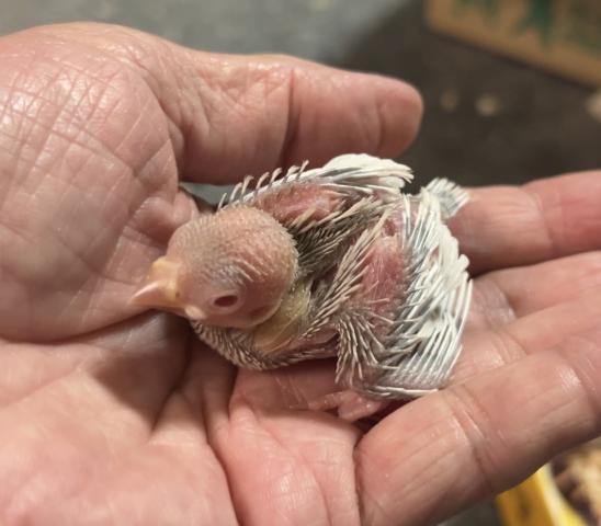 イノ文鳥